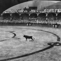 Sailors Take in a Bullfight, 1908